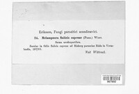 Melampsora caprearum image